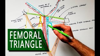 Femoral Triangle  Boundaries and Contents  Anatomy Tutorial [upl. by Sitnalta720]