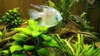 Angelfish And Dwarf Pike Cichlid Keep The Guppy Population Under Control [upl. by Kape]