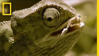 Chameleon Is Hesitant and Indecisive  National Geographic [upl. by Giguere]