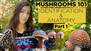 Mushrooms 101 Identification and Anatomy  Part 1 [upl. by Ploss]