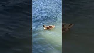 Mallard Duck 🦆 mallardduck subscribemychannel shorts viral subscribe trending duck [upl. by Holbrook]