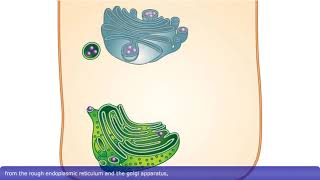 Detailed Animation on Exocytosis [upl. by Ellehcam]