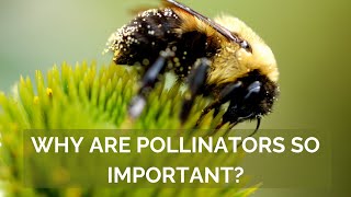 The Critical Importance of Pollinators [upl. by Oran]