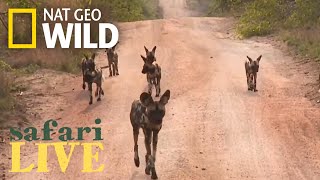 Safari Live  Day 1  Nat Geo WILD [upl. by Head]