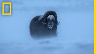 Watch Musk Ox Battle One of the Harshest Climates on the Planet  Short Film Showcase [upl. by Nowahs]