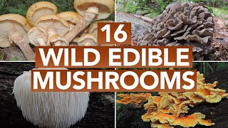 16 Wild Edible Mushrooms You Can Forage This Autumn [upl. by Remot590]