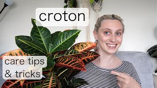 CROTON CARE  Codiaeum Variegatum Care Tips amp Tricks [upl. by Eddra544]