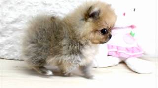 Boutique Teacup Puppies  Micro Teacup Pomeranians Tiniest Pom Puppies [upl. by Dail79]