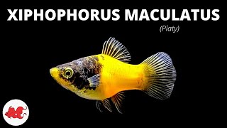 Platy  Xiphophorus maculatus ✔ [upl. by Lull]