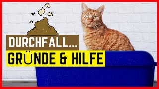 Katze hat Durchfall  Gründe Symptome amp Hilfe [upl. by Suoivatnom678]