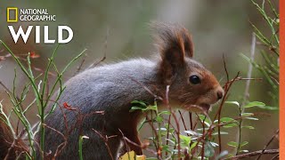 Red Squirrels Steal Acorns  Wild Nordic [upl. by Attenor715]