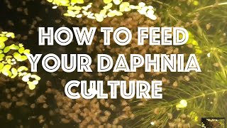 How To Feed Your Daphnia Culture [upl. by Wil]