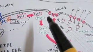 Insulin  mechanism of action and diabetes [upl. by Sirromad]