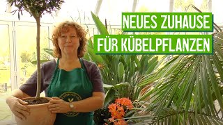 Kübelpflanzen ausräumen und umtopfen  Der Grüne Tipp [upl. by Gorden]