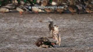 Prairie Falcon takes out a drake mallard [upl. by Rusty707]