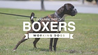 ALL ABOUT BOXERS WORKING DOGS [upl. by Naujaj542]