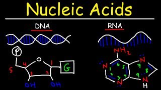 Nucleic Acids  RNA and DNA Structure  Biochemistry [upl. by Araeic]