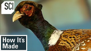 How Its Made Pheasant Breeding [upl. by Koziarz]