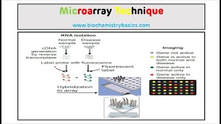 Microarray Technique  DNA Microarray [upl. by Eelegna]