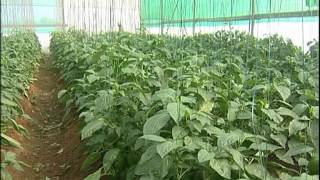 Capsicum Cultivation in Green House English [upl. by Enihpled]