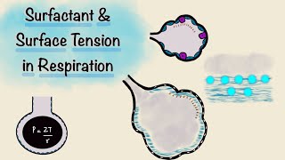 Surfactant and Surface Tension in Respiration  Breathing Mechanics  Respiratory Physiology [upl. by Cornwall]