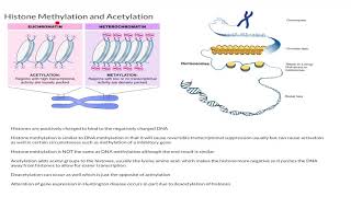 Histone Methylation and Acetylation [upl. by Christoforo]