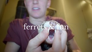 Everything You Need to Know Before Buying A Ferret [upl. by Lesley]