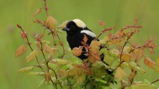 Bobolink [upl. by Alban]