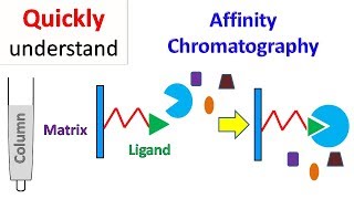 Affinity chromatography [upl. by Aizirk]