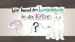 Wie kommt der Lungenwurm in die Katze – ein Erklärvideo [upl. by Ardek]