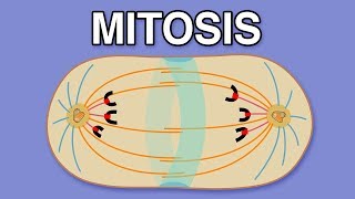 MITOSIS CYTOKINESIS AND THE CELL CYCLE [upl. by Andri]