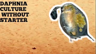 HOW TO CULTURE DAPHNIA NATURALLY WITHOUT A STARTER [upl. by Salas]