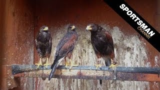 Falconry Hunting with Harriss Hawks Part 1 [upl. by Leila]