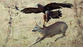 Deer hunting with Falcon [upl. by Tiersten53]