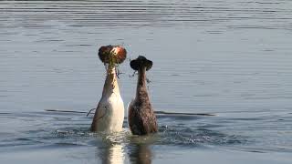 Great crested grebes courtship dance  WWT [upl. by Elayne]