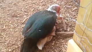 Muscovy Ducklings muscovy ducks mating [upl. by Mellar]