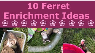 10 Ferret Enrichment Ideas [upl. by Malim]