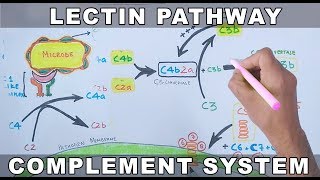 Lectin Pathway of Complement System [upl. by Esinaj]