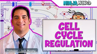 Cell Biology  Cell Cycle Regulation [upl. by Eryn]