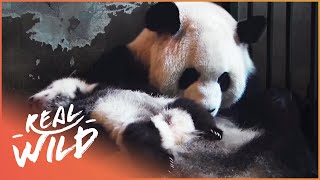 Panda Conservation Efforts [upl. by Aninay]