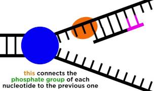 DNA Replication Copying the Molecule of Life [upl. by Ydarg]