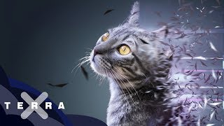 Die Geschichte der Katze [upl. by Arema]