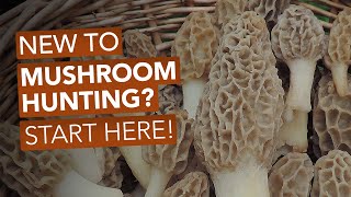 New To Mushroom Hunting Start Here [upl. by Delphina422]