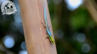 Phelsuma klemmeri [upl. by Annawik916]