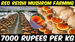 Red Reishi Mushroom Farming  Red Reishi Mushroom Farm  Ganoderma lucidum Mushroom Cultivation [upl. by Libby]