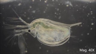 Daphnia magna under the Microscope [upl. by Nahsez401]