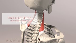 Diagnosing a shoulder dislocation [upl. by Martinson]