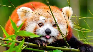 One Hour Of Red Pandas Eating Crunchy Snacks [upl. by Issac]