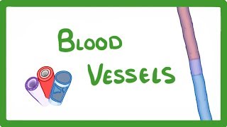 GCSE Biology  Blood Vessels 24 [upl. by Ynohtnaeoj]