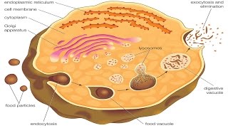 Endocytosis and exocytosis [upl. by Latyrc]